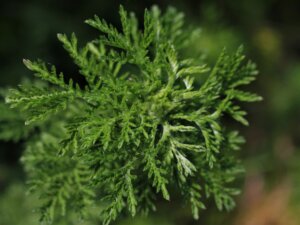 Lentekriebels - bijvoet - Artemisia vulgaris