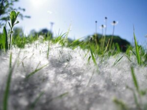 Lentekriebels - grassen pollen
