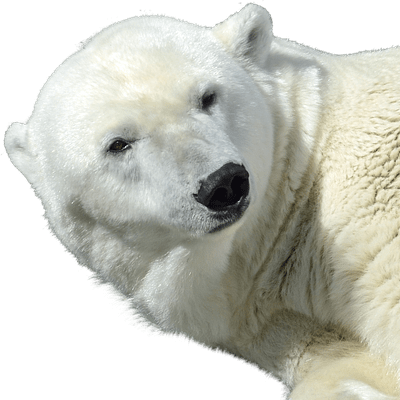 Winterkwaaltjes - ijsbeer